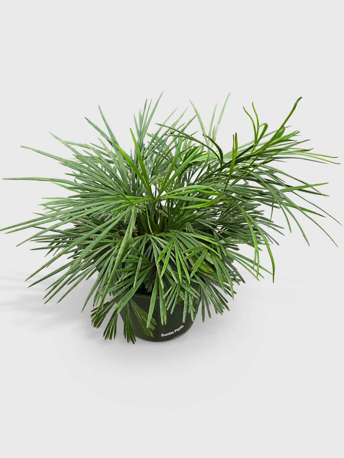 Eyelash Fern 'Actiniopteris Australis'