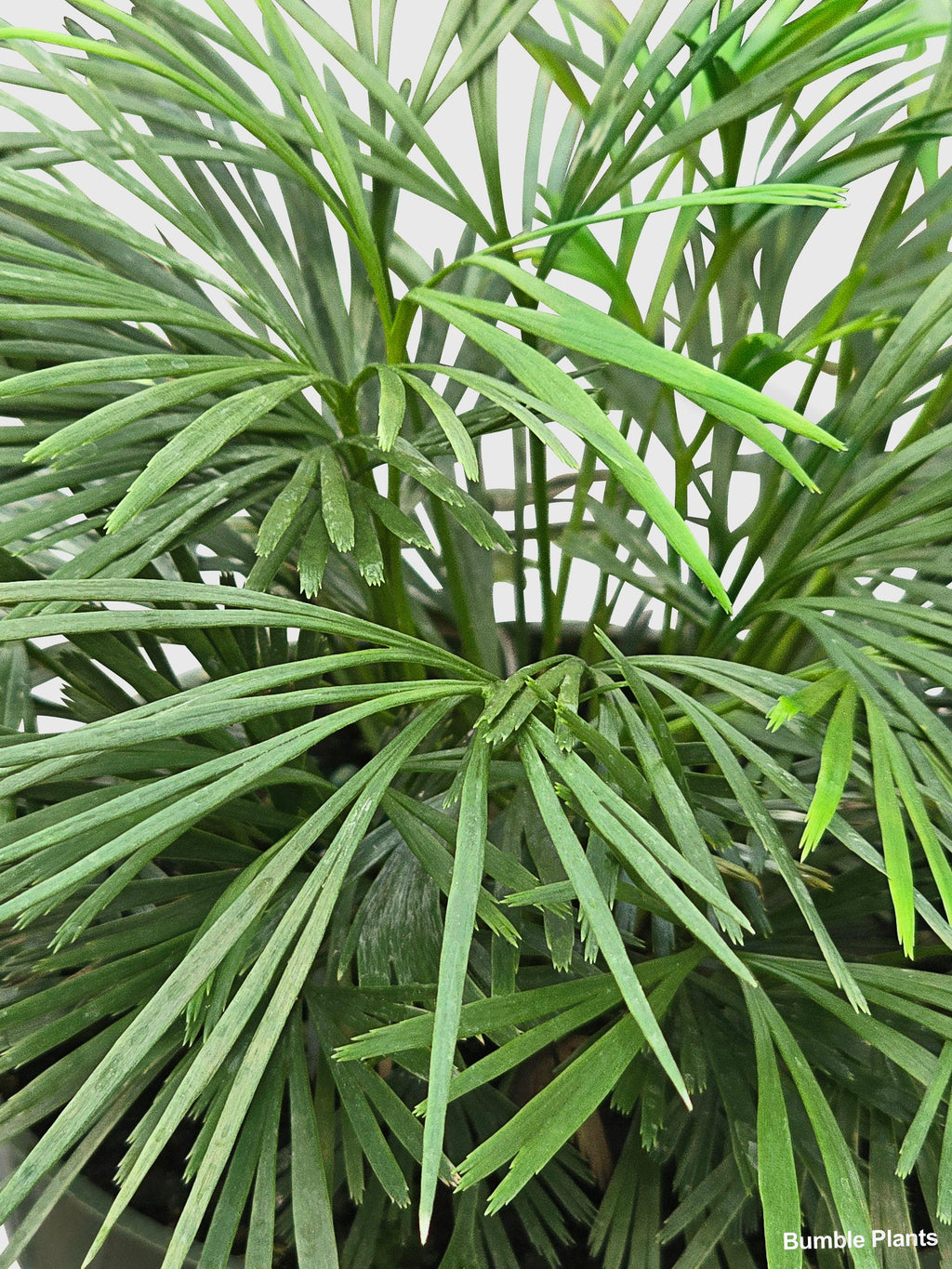 Eyelash Fern 'Actiniopteris Australis'