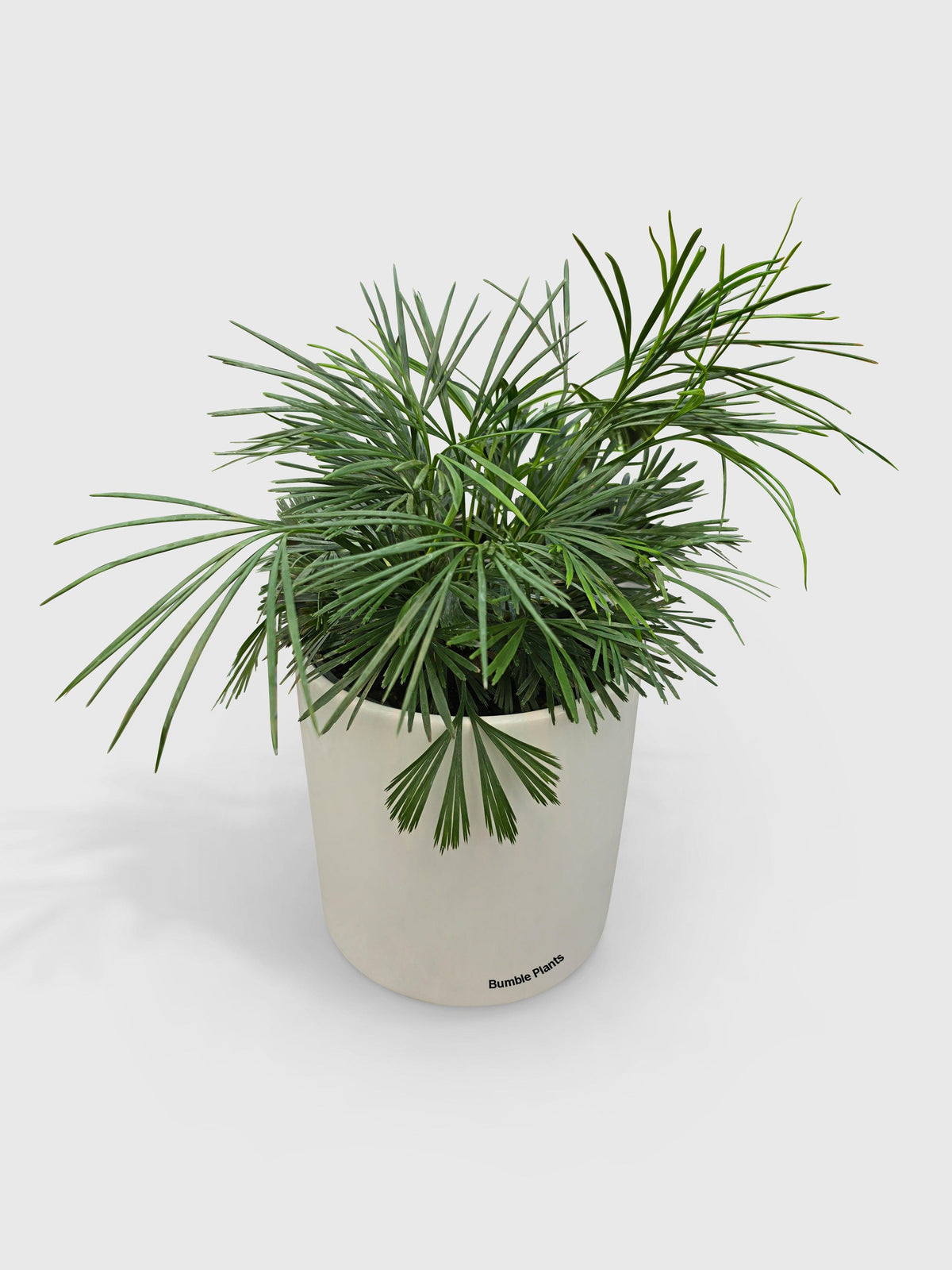 Eyelash Fern 'Actiniopteris Australis'