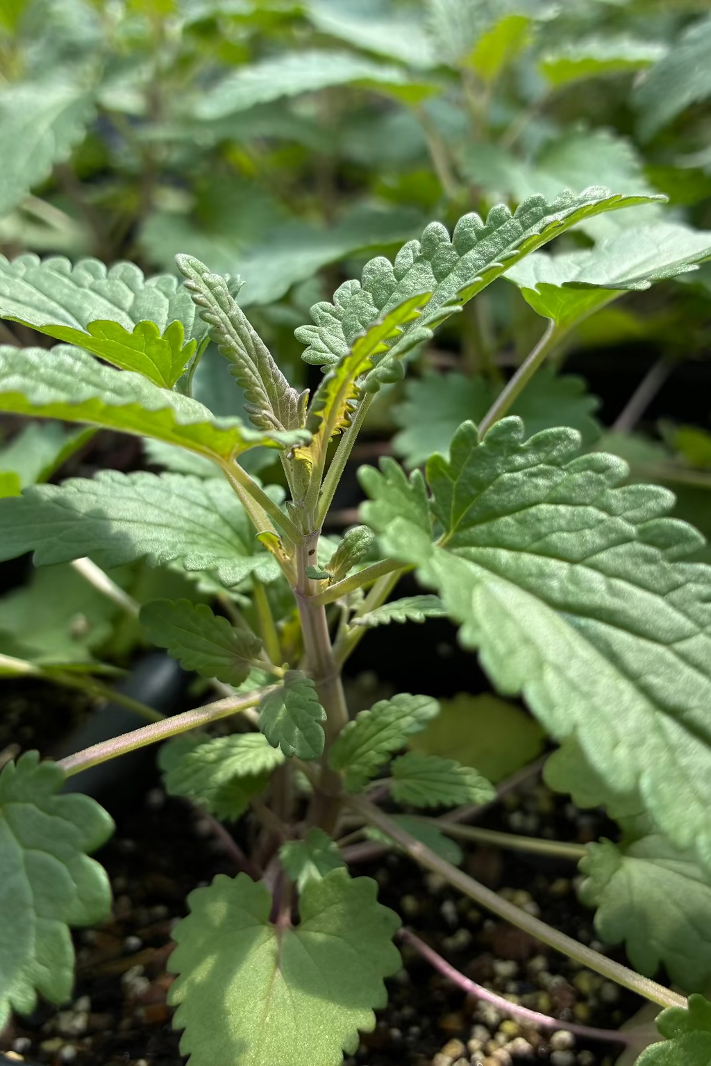 Moldavian Balm ‘Dragon Balm’ (Dracocephalum moldavica)