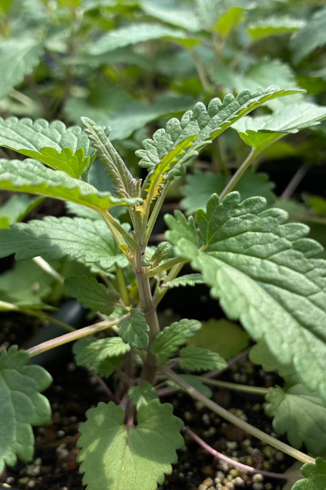 Moldavian Balm ‘Dragon Balm’ (Dracocephalum moldavica)