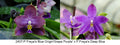 Phalaenopsis (Freya’s Blue Origin x Freya’s Deep Blue)