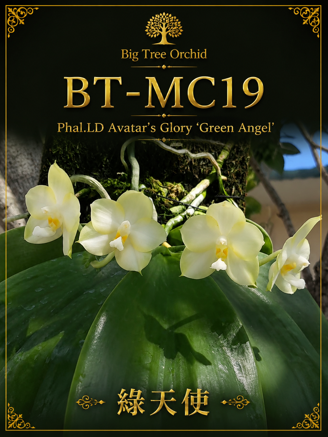 Phalaenopsis LD Avatar’s Glory ‘Green Angel’