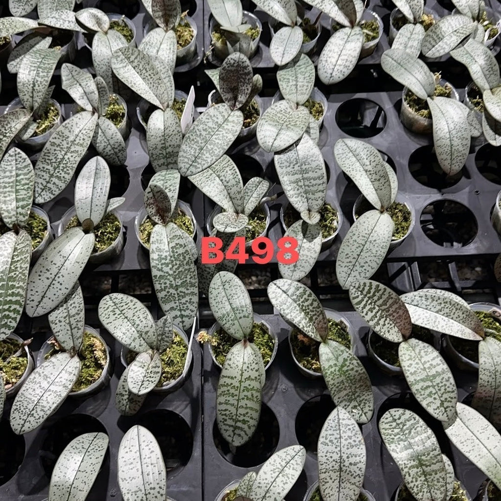 Phalaenopsis schilleriana (Super Polar Bear E x F21)