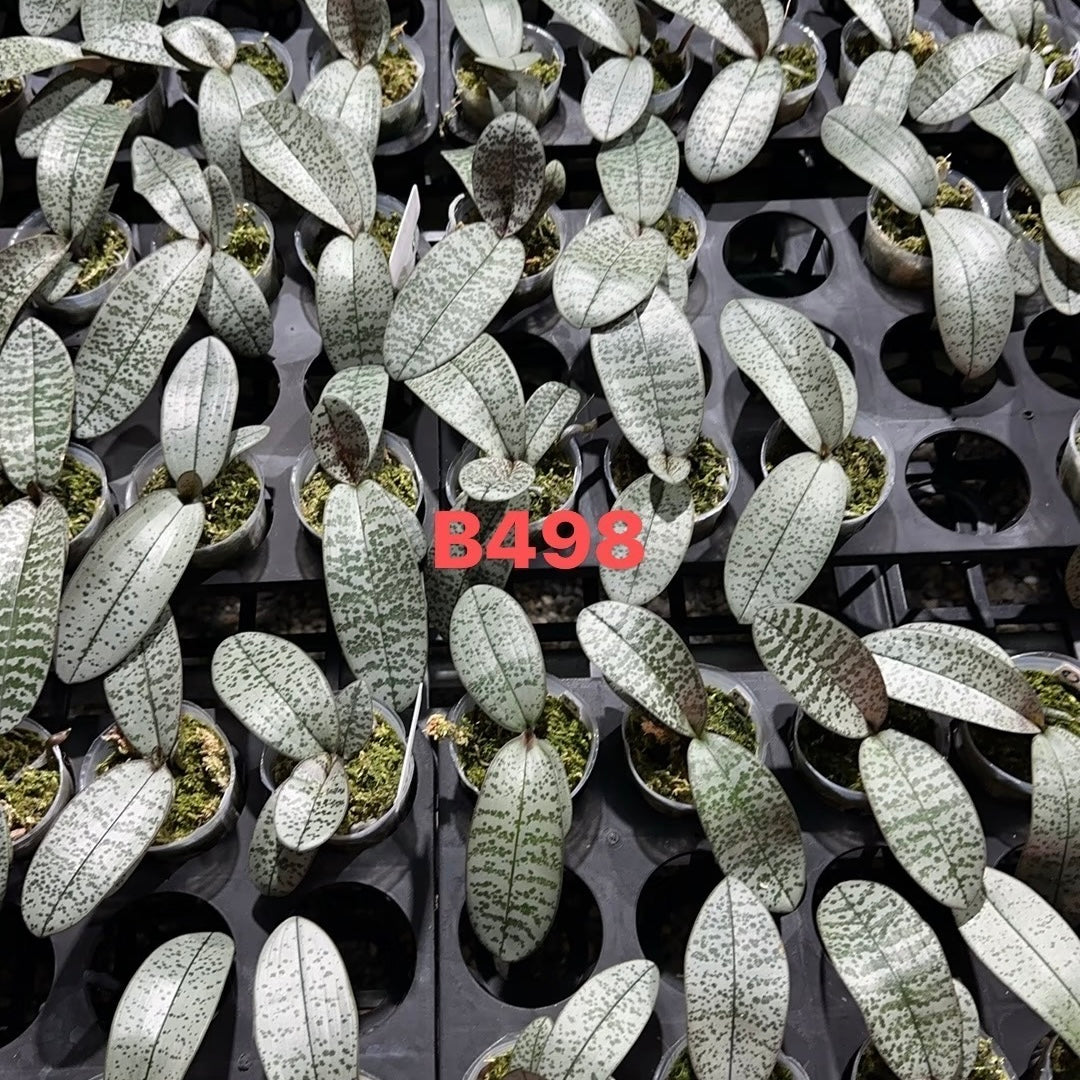 Phalaenopsis schilleriana (Super Polar Bear E x F21)