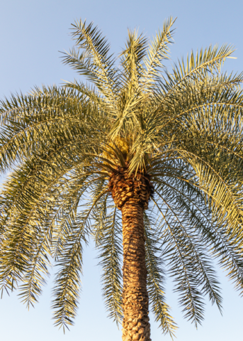 Sylvester Palm (Phoenix sylvestris)