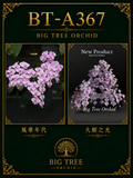 Phalaenopsis schilleriana (风华年代 x DS’s Pride)