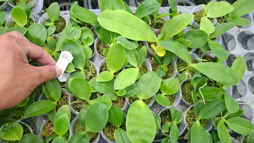 Phalaenopsis (Mituo 24 Solar Term ‘Black Angel’ x Yaphon Emperor ‘Freya’)