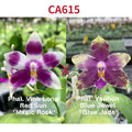 Phalaenopsis (Vinh Long Red Sun x Yaphon Blue Jewel)