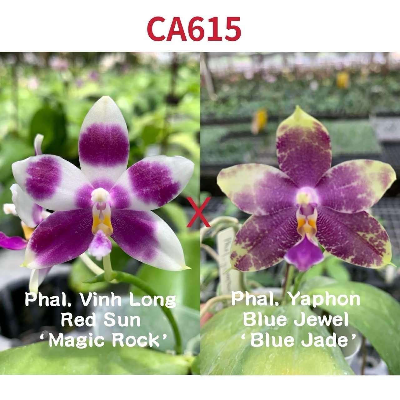 Phalaenopsis (Vinh Long Red Sun x Yaphon Blue Jewel)