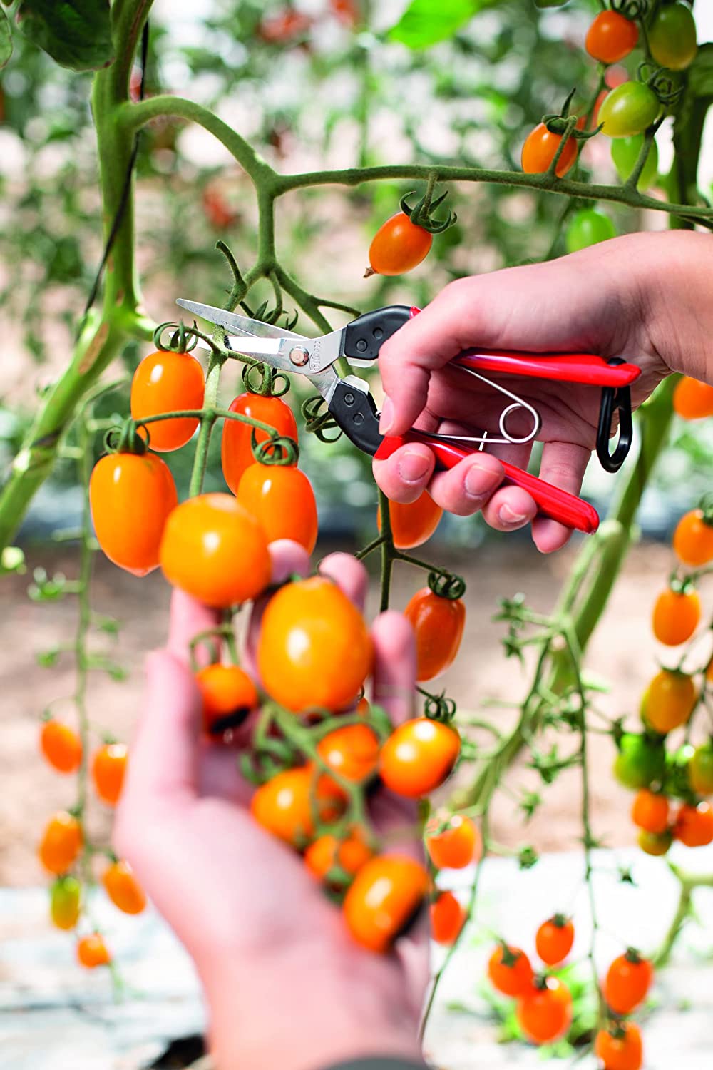 Felco Harvest Snip 322