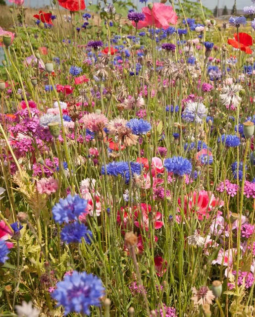 Knee High Wildflower Meadow Blend