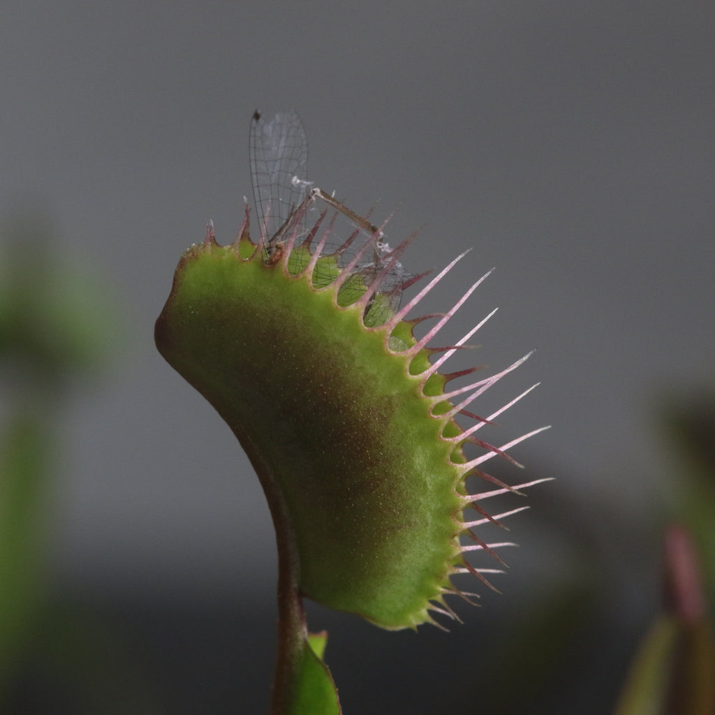 Red Venus Flytrap