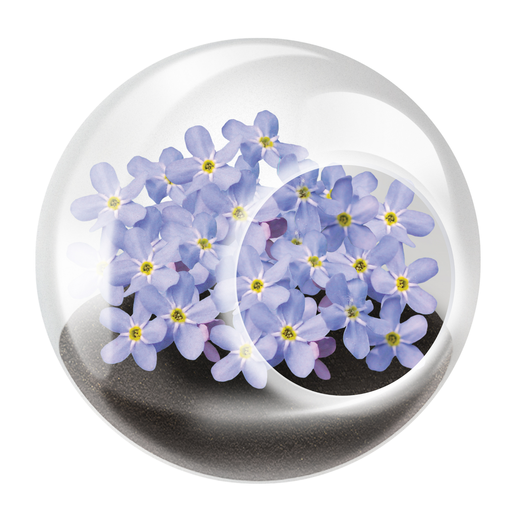 Flowering Tiny Terrariums Bundle - 1 each of 6 Varieties