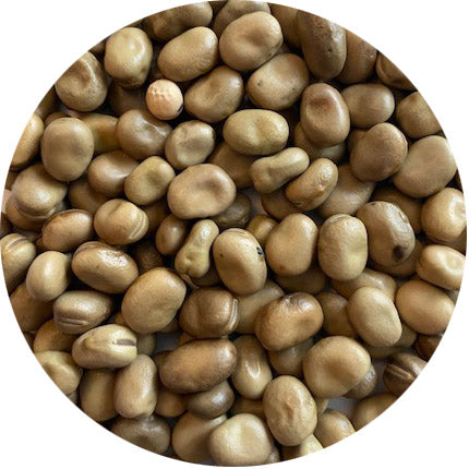 Bell Bean (Fava Bean)