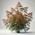 Fennel (Bronze) (4x)