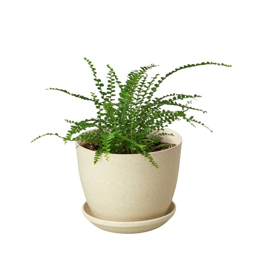 Nephrolepis Cordifolia 'Lemon Button' Fern