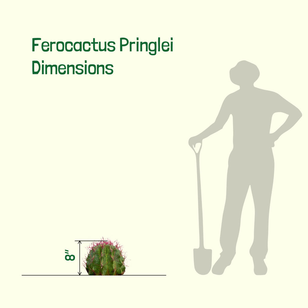 Ferocactus Pringlei
