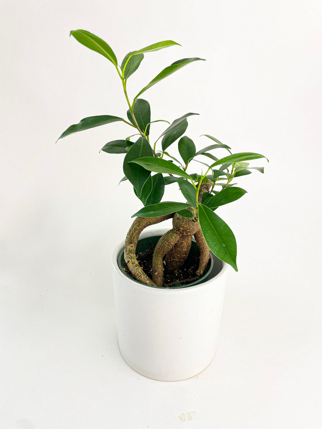 Ficus 'Ginseng'