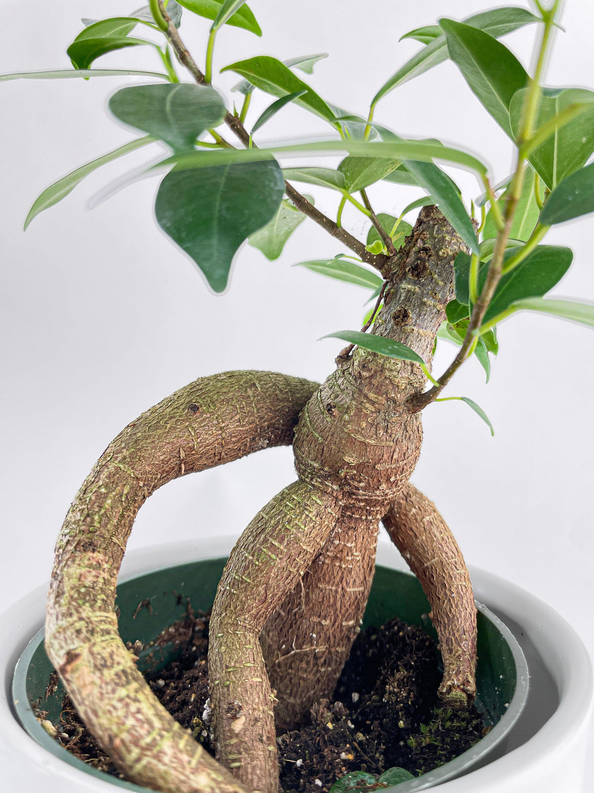 Ficus 'Ginseng'