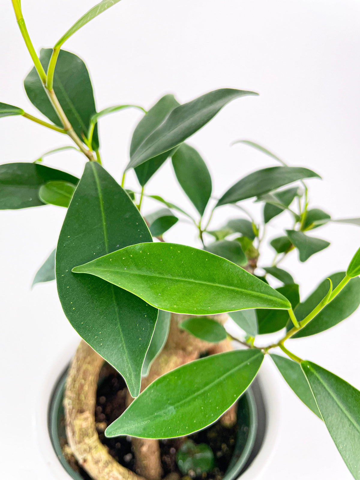 Ficus Microcarpa 'Moclame' Mini Bonsai Tree