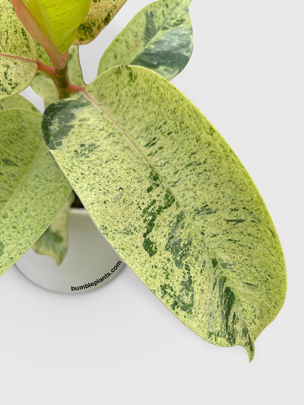Ficus Elastica Shivereana "Moonshine"