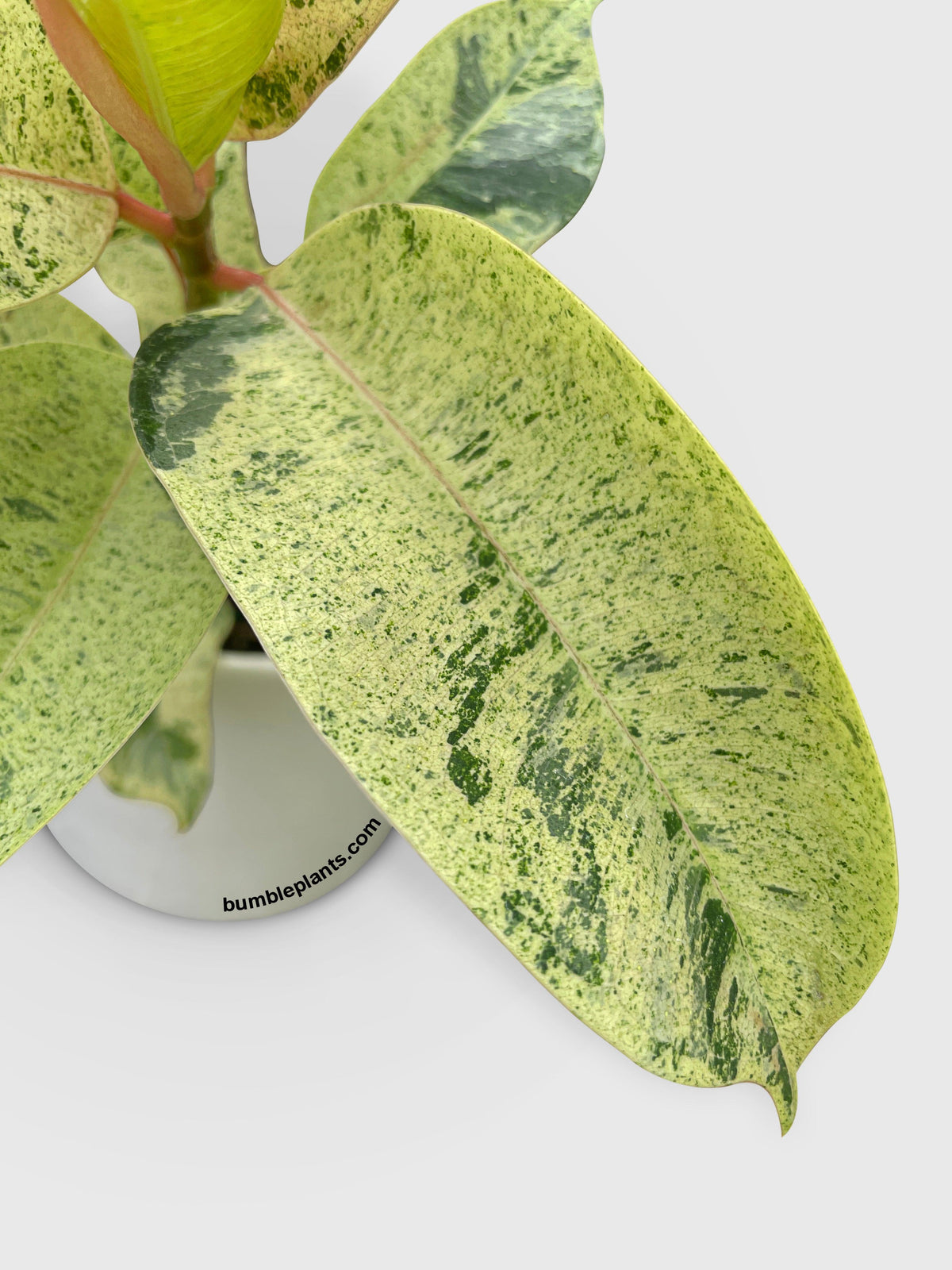 Ficus Elastica Shivereana "Moonshine"