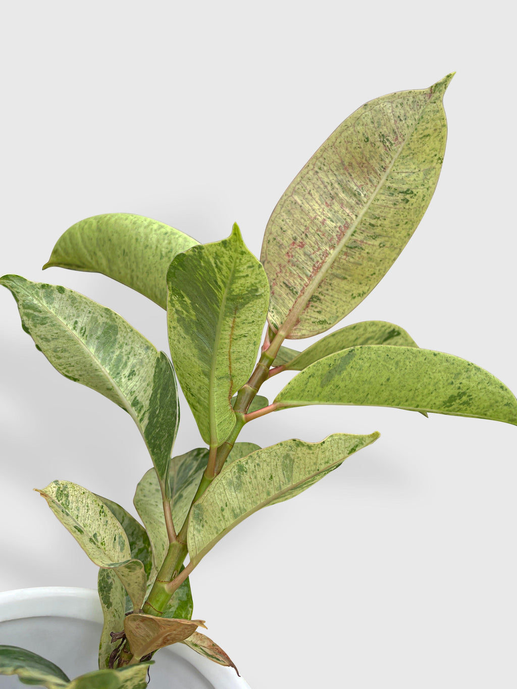 Ficus Elastica Shivereana "Moonshine"