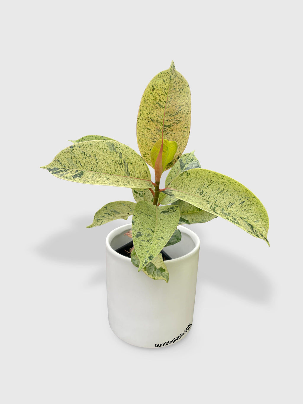 Ficus Elastica Shivereana "Moonshine"