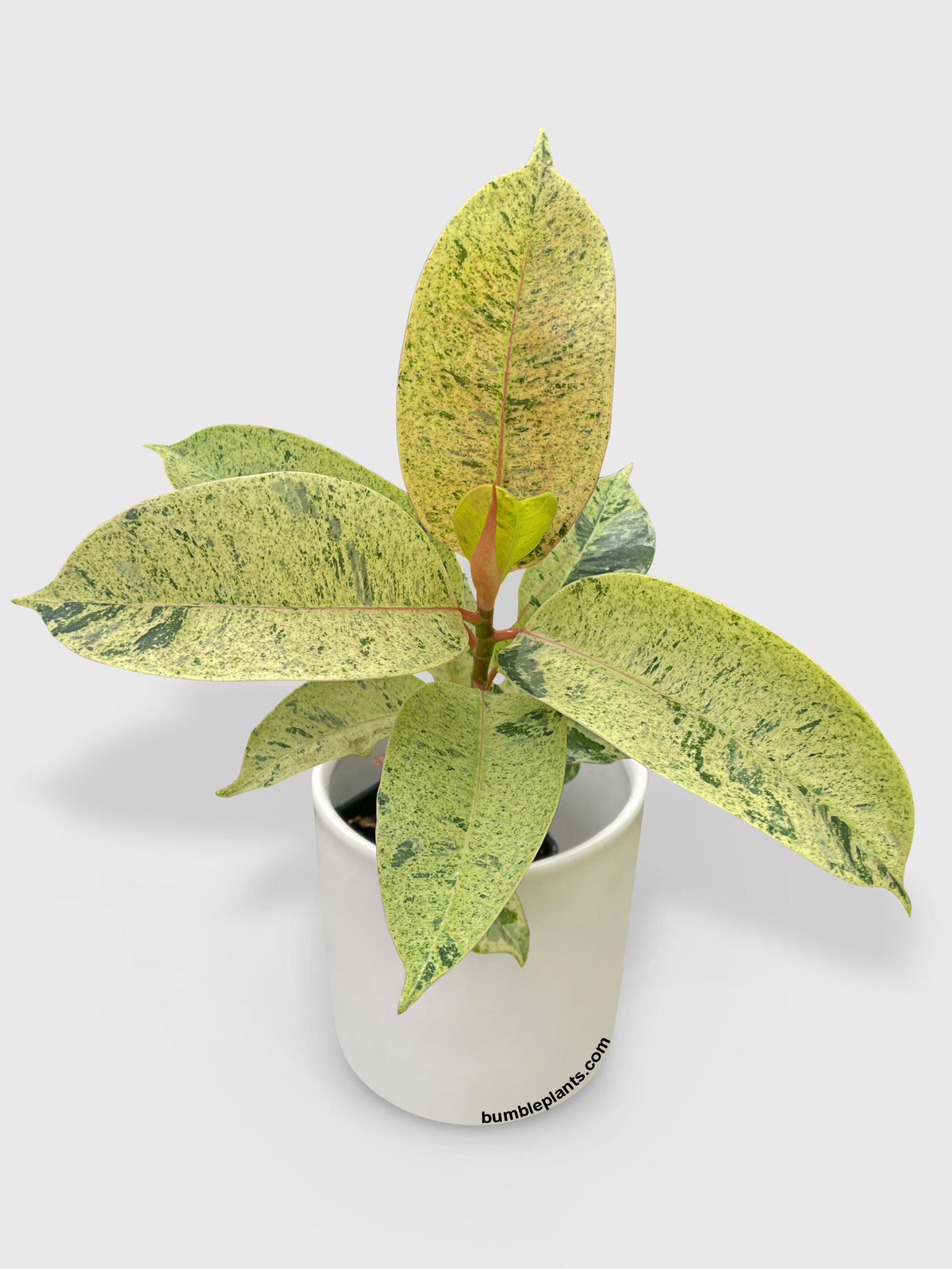 Ficus Elastica Shivereana "Moonshine"