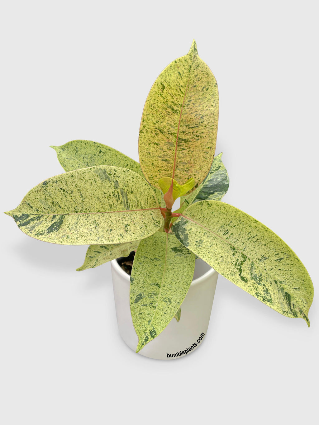 Ficus Elastica Shivereana "Moonshine"