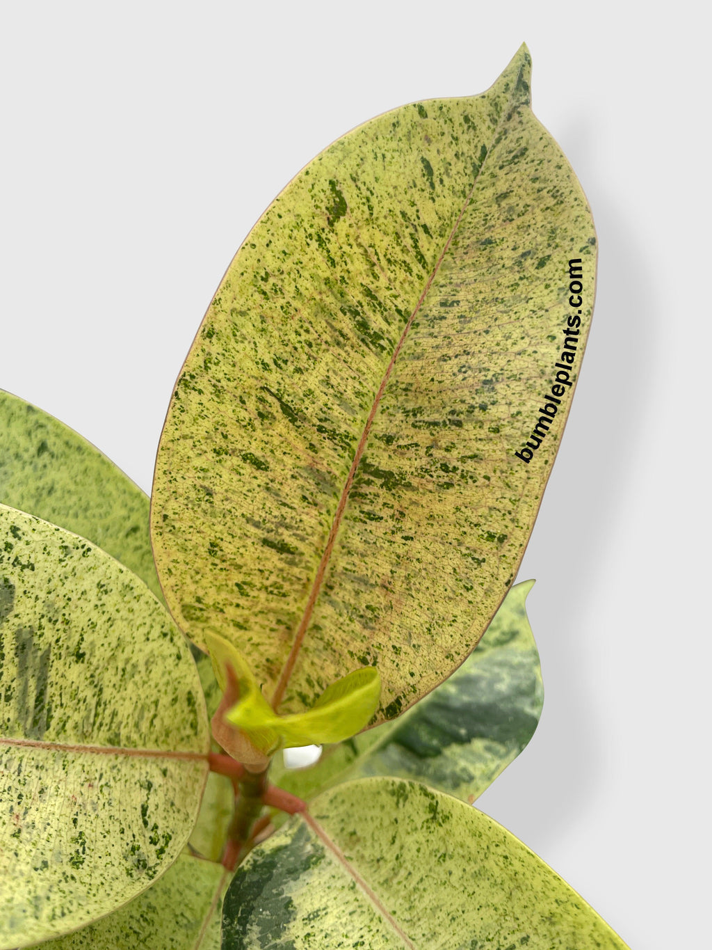 Ficus Elastica Shivereana "Moonshine"