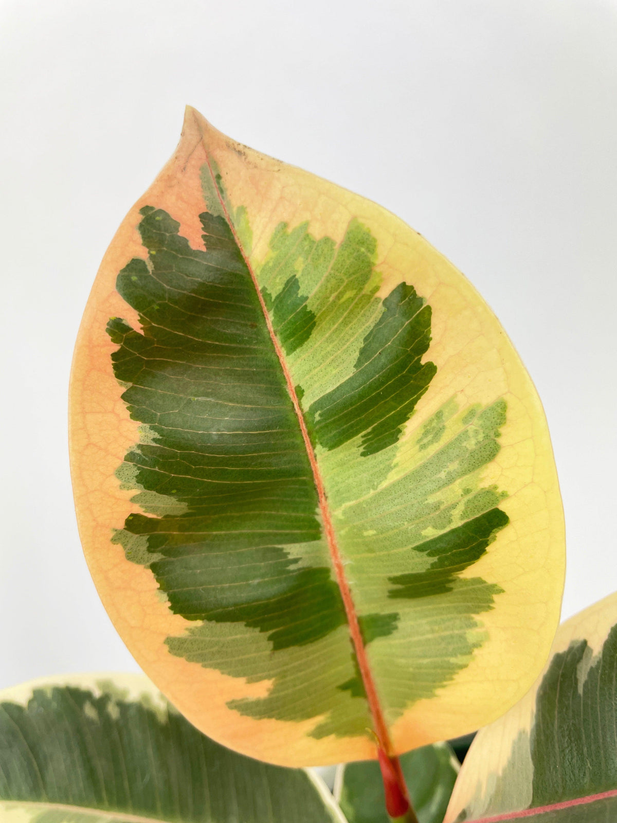 Ficus Tineke Variegated Rubber Plant