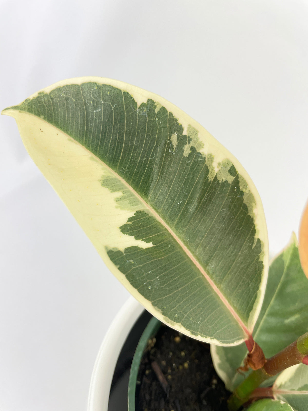 Ficus Tineke Variegated Rubber Plant