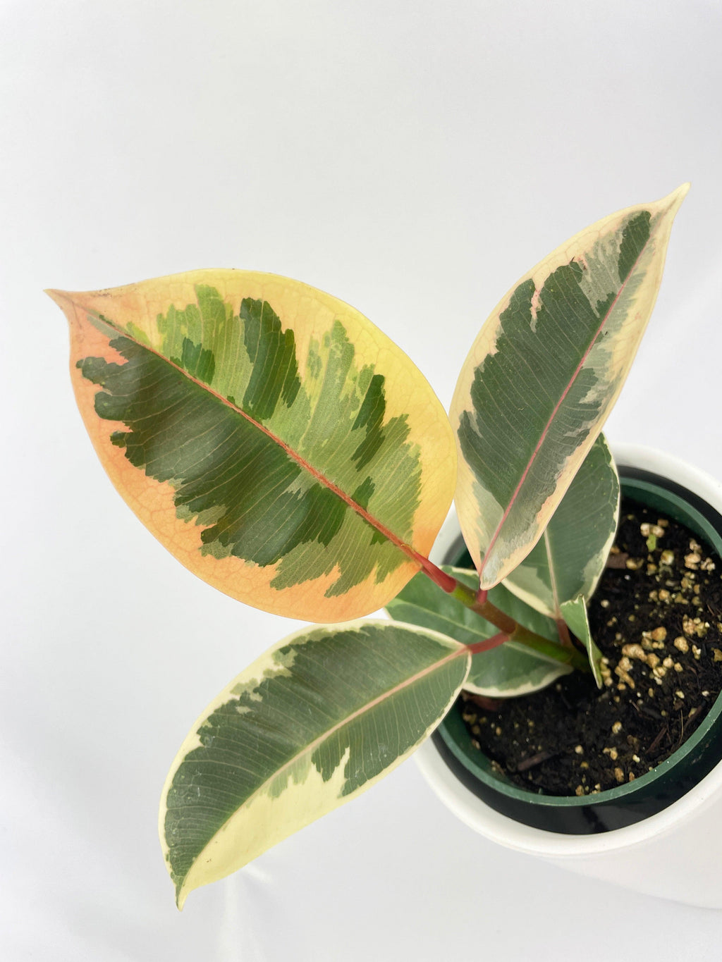 Ficus Tineke Variegated Rubber Plant