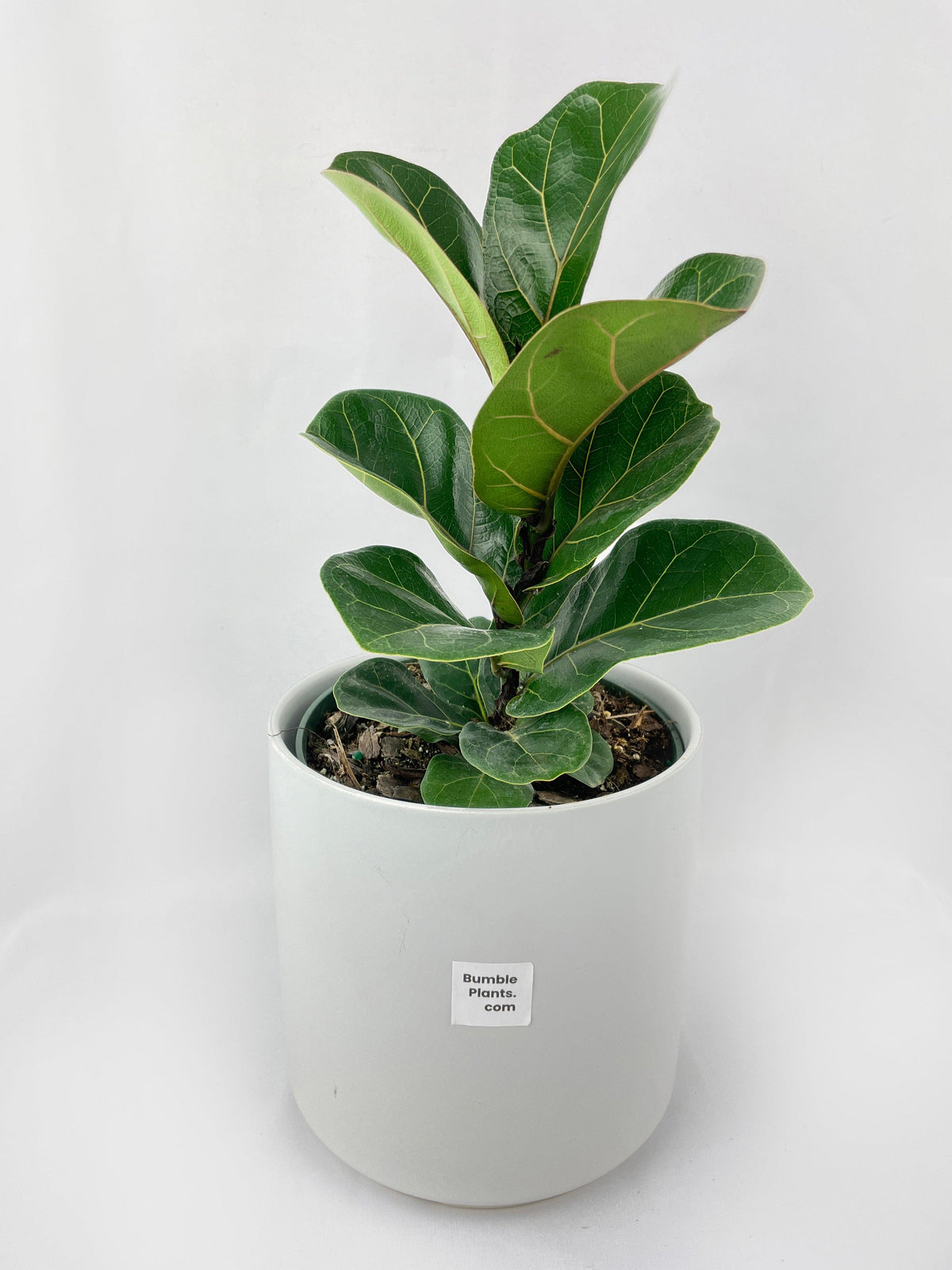 Fiddle Leaf Fig Ficus Lyrata