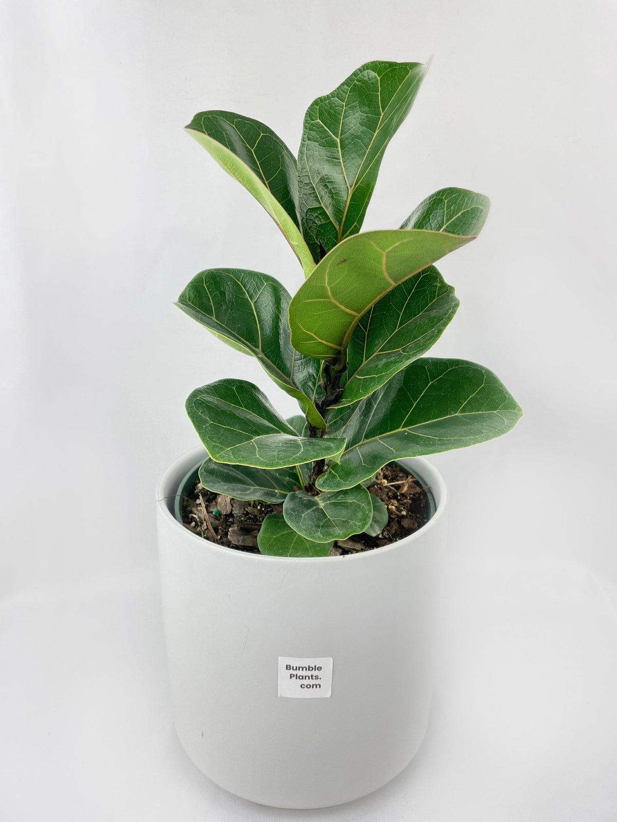 Fiddle Leaf Fig Ficus Lyrata
