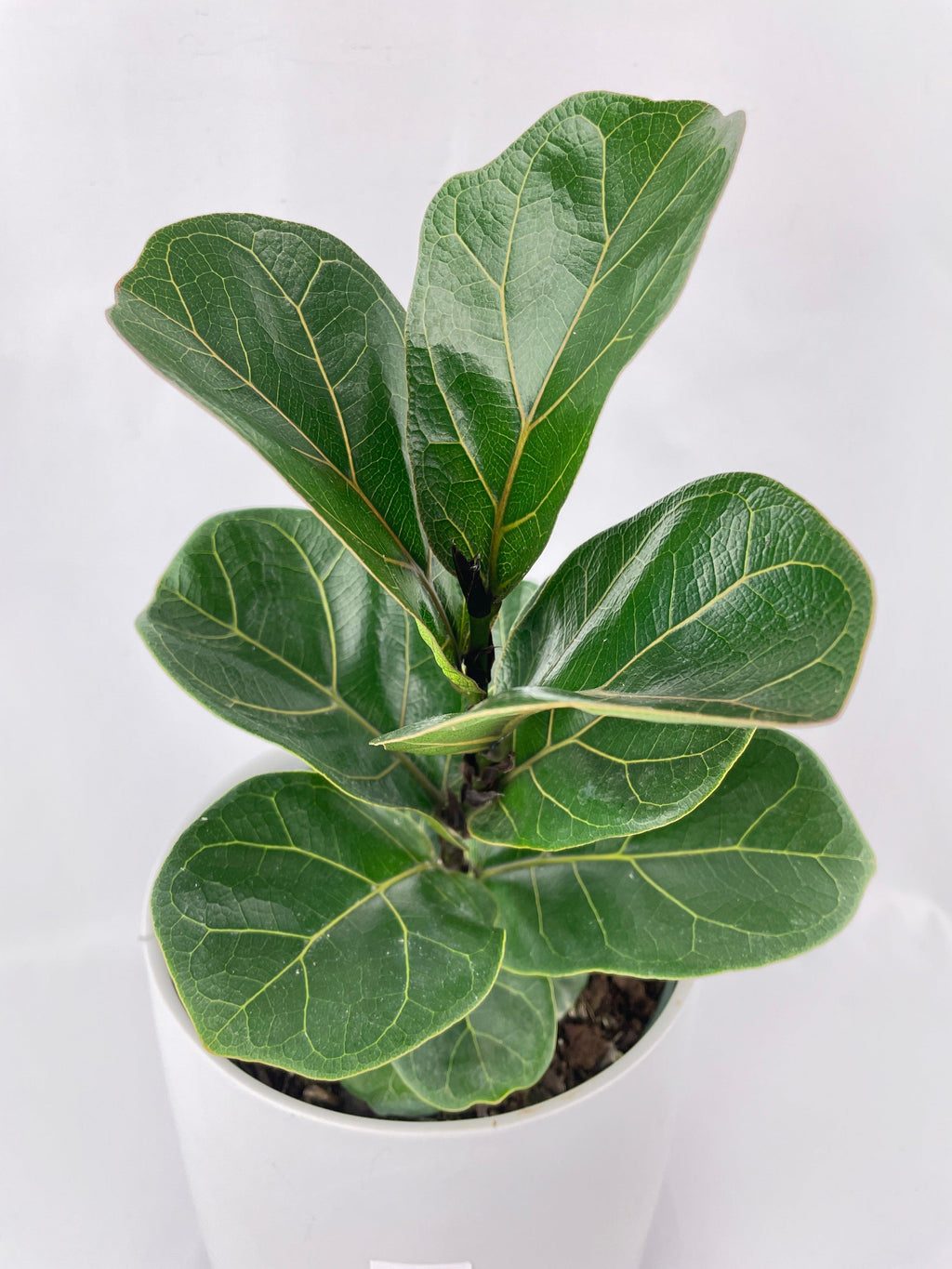 Fiddle Leaf Fig Ficus Lyrata