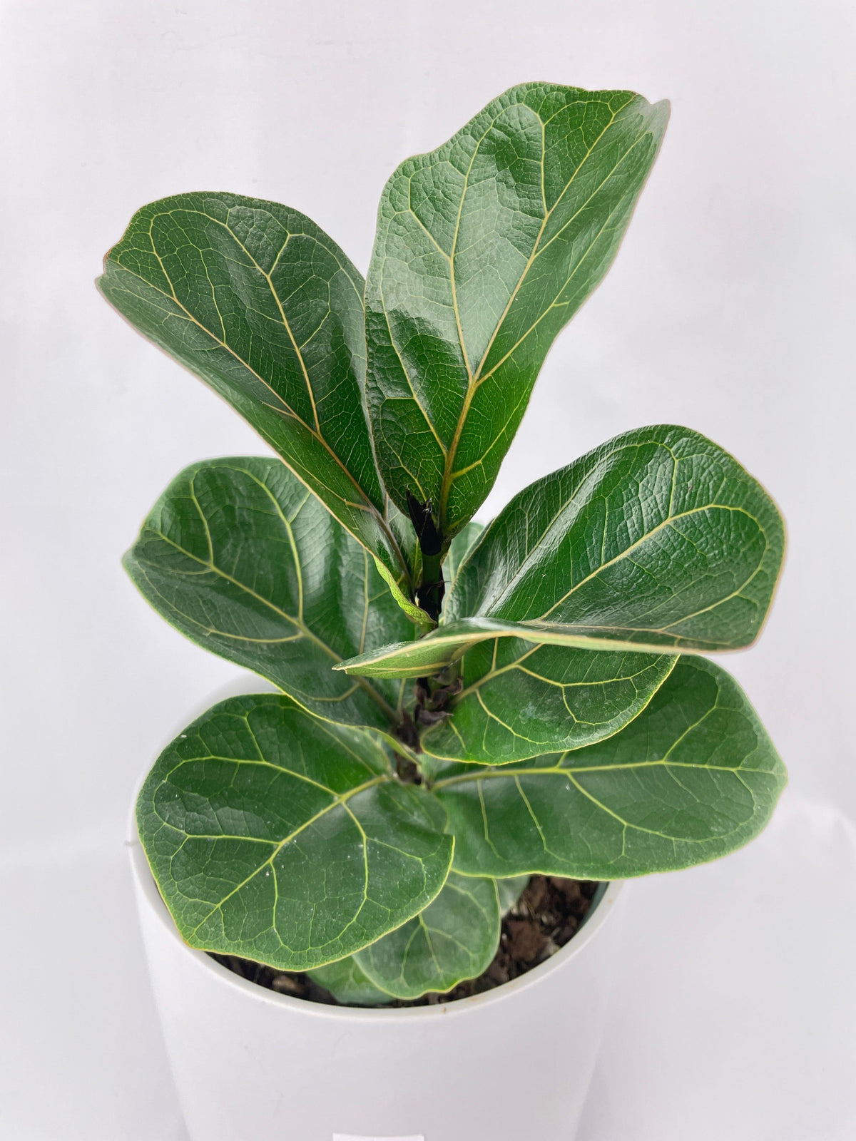 Fiddle Leaf Fig Ficus Lyrata