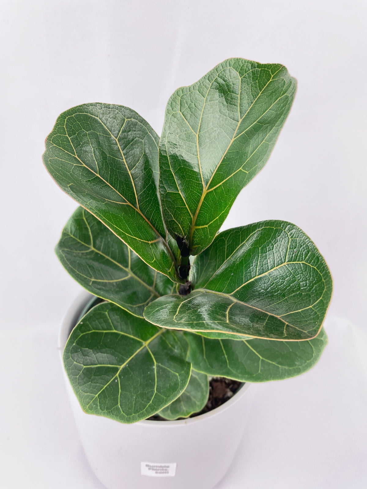 Fiddle Leaf Fig Ficus Lyrata