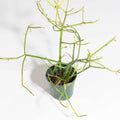 Firesticks Pencil Cactus