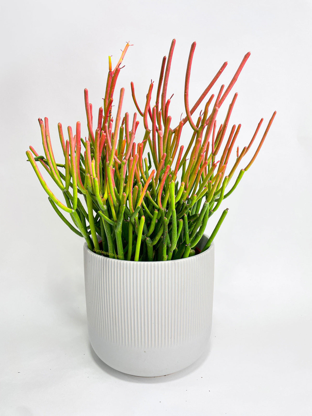 Firestick Pencil Cactus Euphorbia Tirucalli Succulent