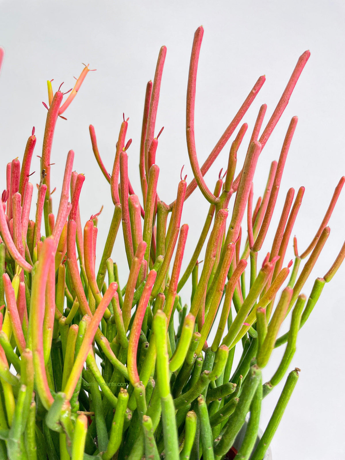 Firestick Pencil Cactus Euphorbia Tirucalli Succulent