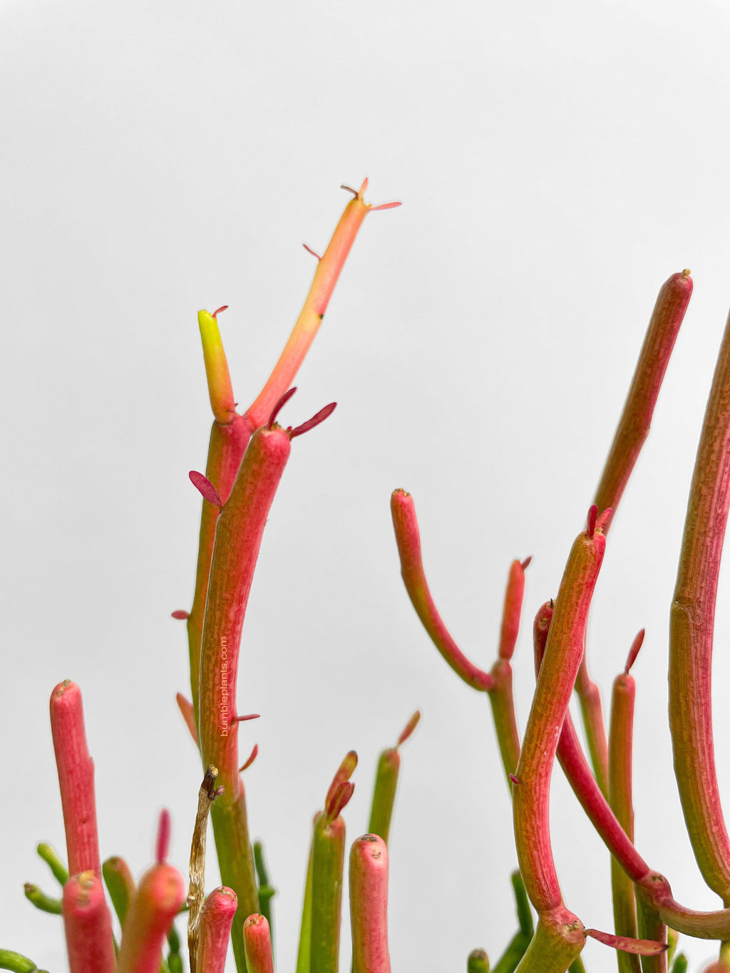 Firestick Pencil Cactus Euphorbia Tirucalli Succulent