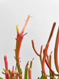 Firestick Pencil Cactus Euphorbia Tirucalli Succulent