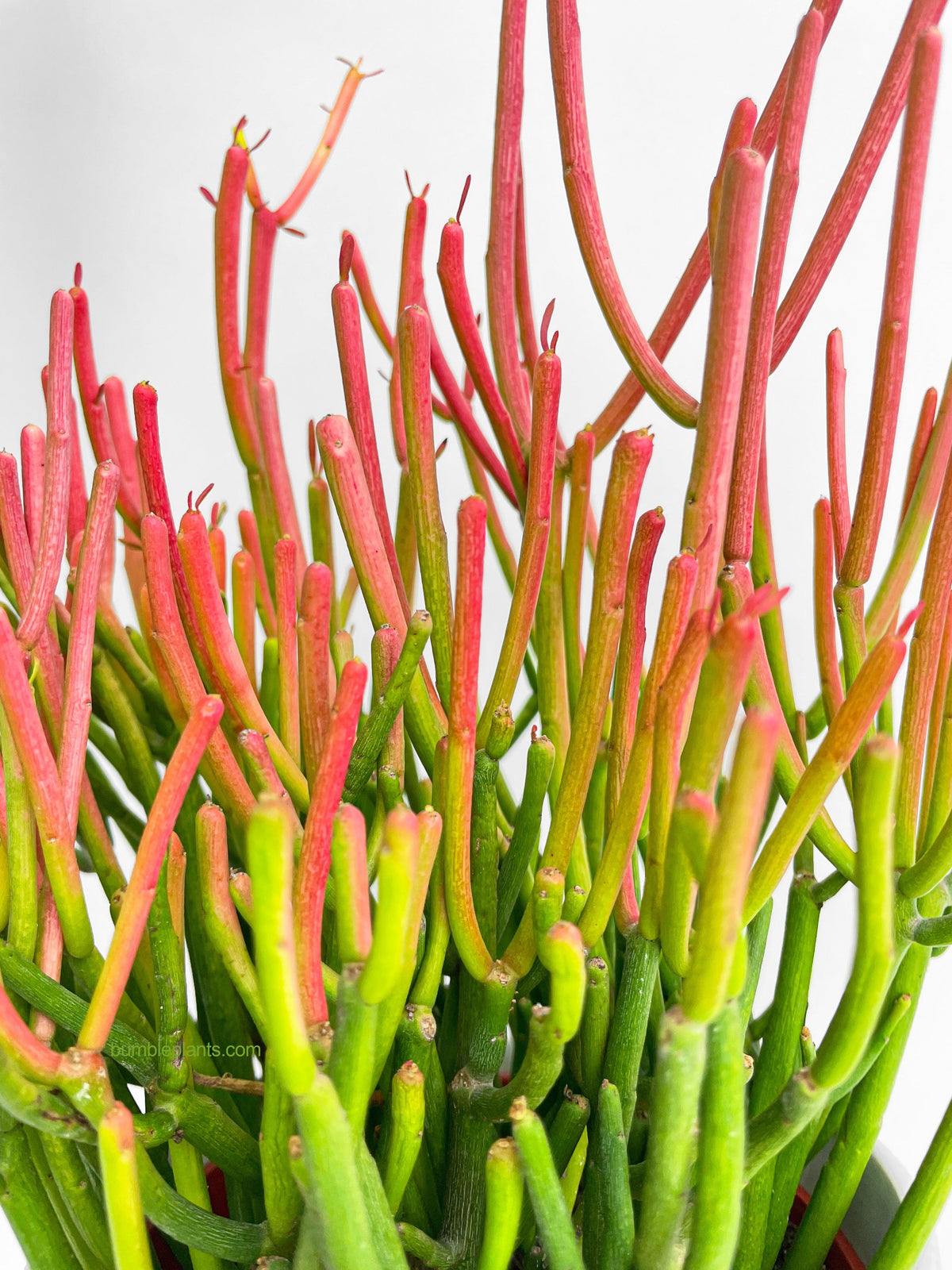 Firestick Pencil Cactus Euphorbia Tirucalli Succulent