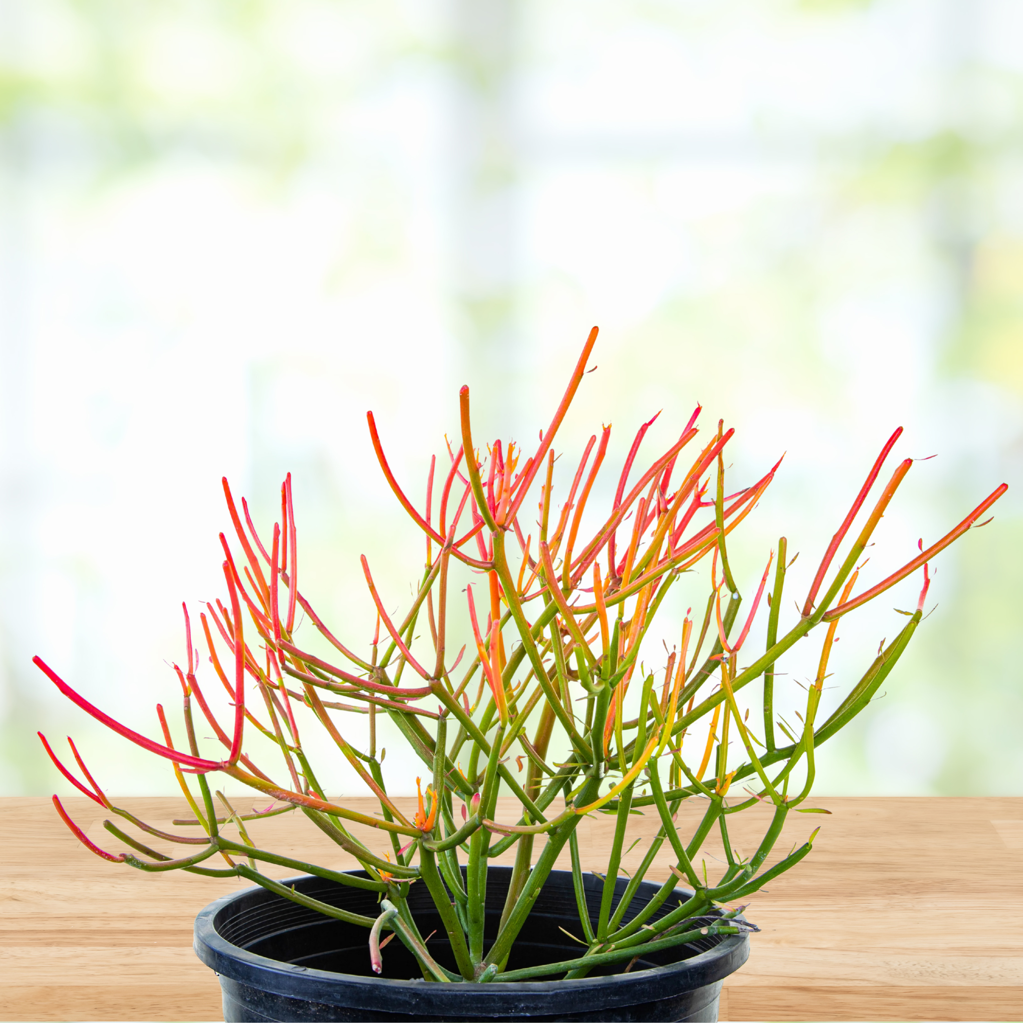 Euphorbia Tiricalli "Firesticks"