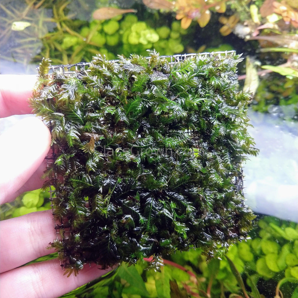 Fissidens Nobilis Moss 3" Wire Mat