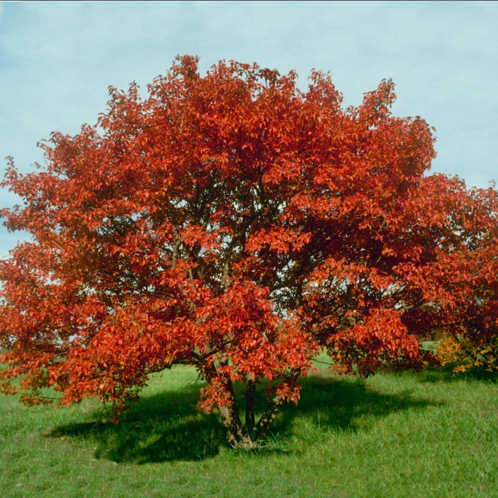 Maple Tree 'Flame Amur'