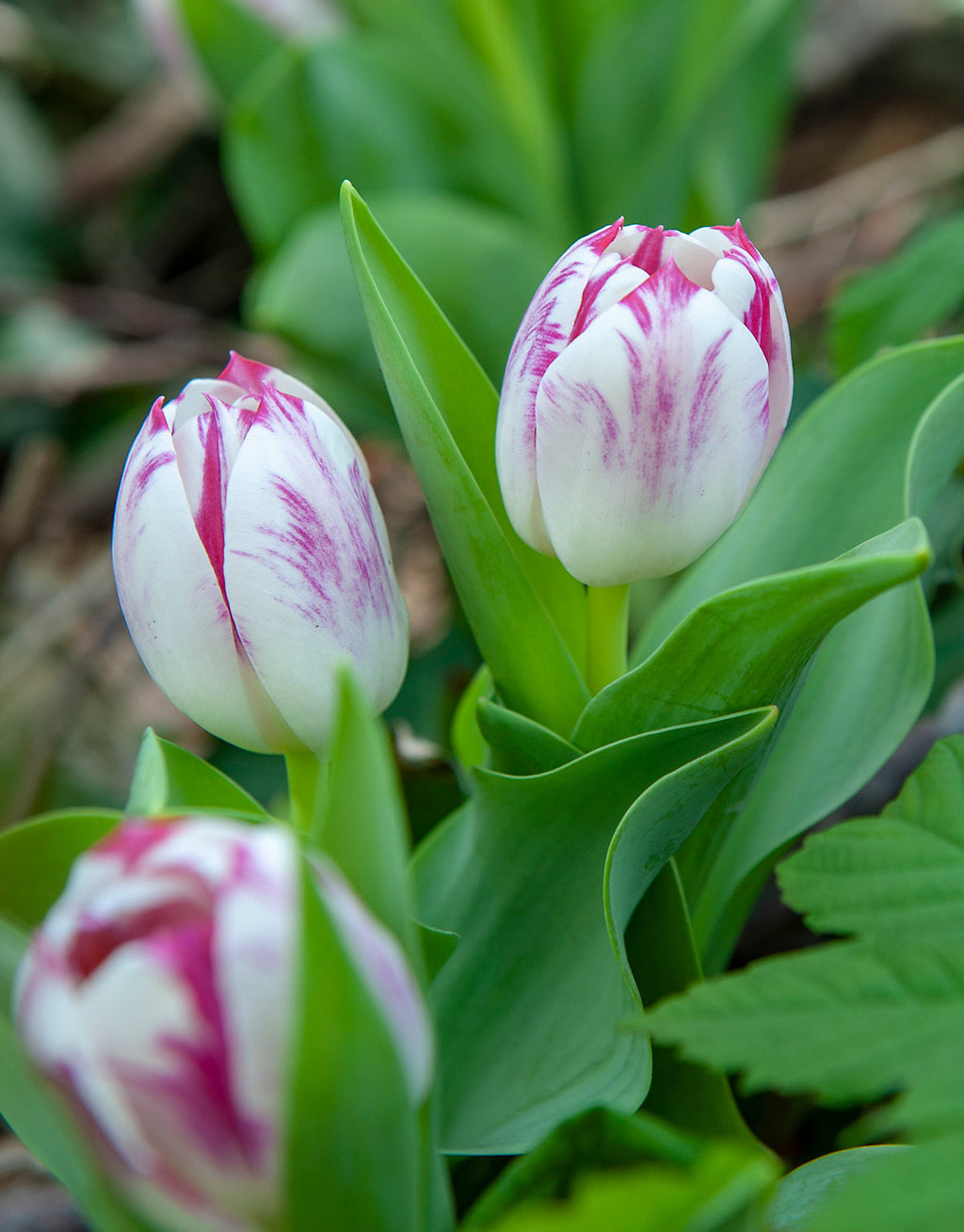 Flaming Flag Triumph Tulip - 10 bulbs
